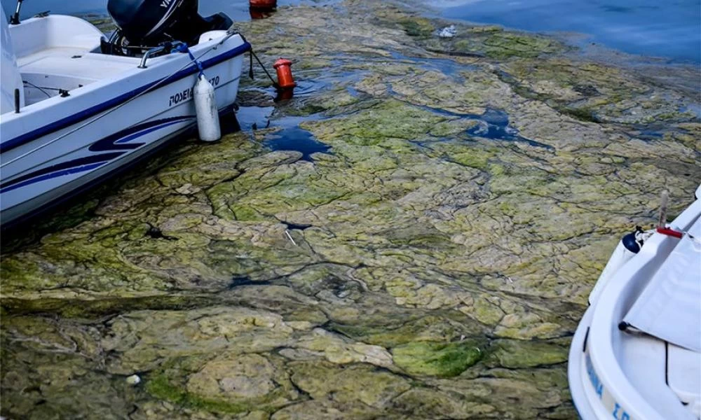 Πρέβεζα: ''Τσουνάμι'' από πράσινα φύκια περικύκλωσε το λιμάνι